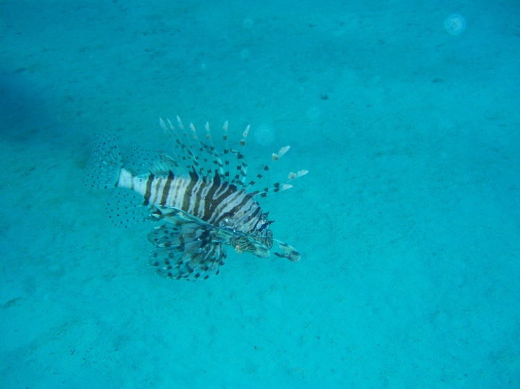 Lion Fish