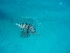 Lion Fish