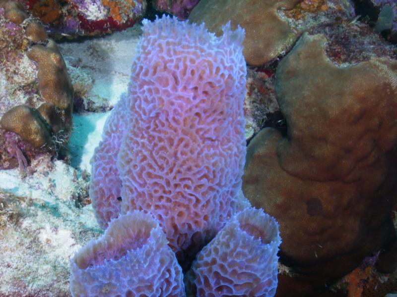 Bonaire coral