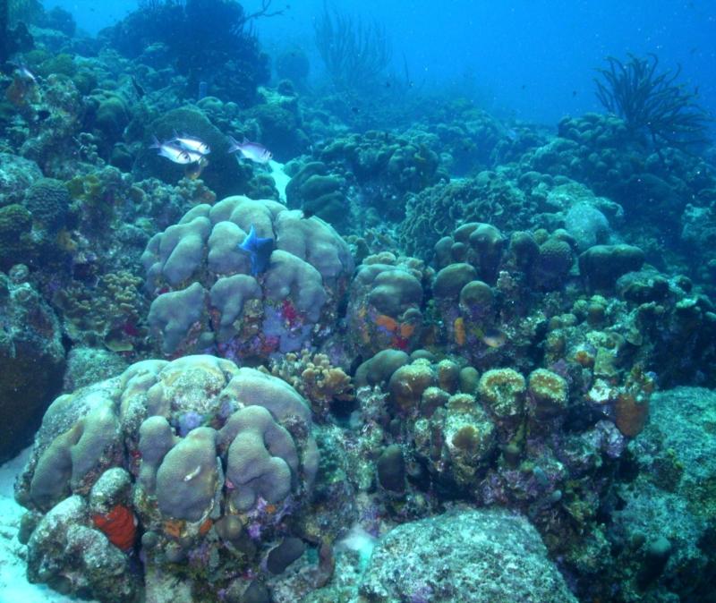 Bonaire reef, Buddy Reef