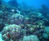 Bonaire reef, Buddy Reef