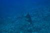 Eagle Rays off of Lanai