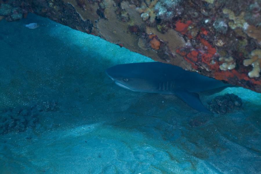 Reef shark off Lanai, HI