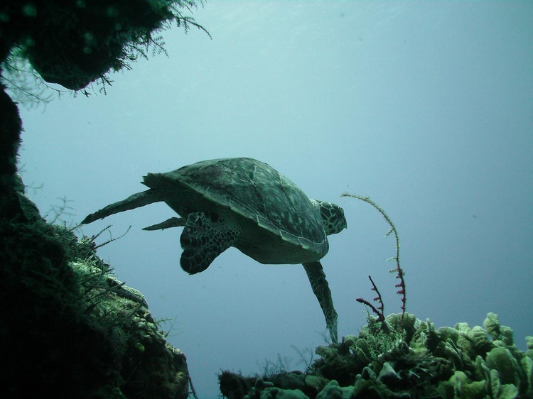 Cozumel - Turtle