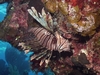 Lionfish taken by Tom