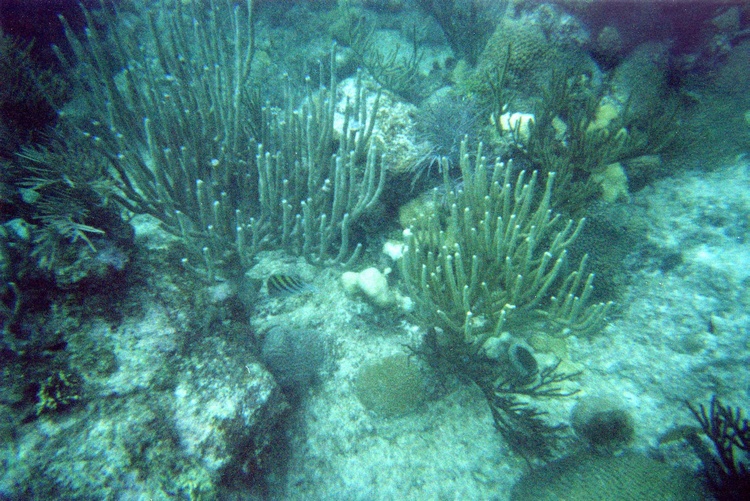 Coral Reef Key West, FL