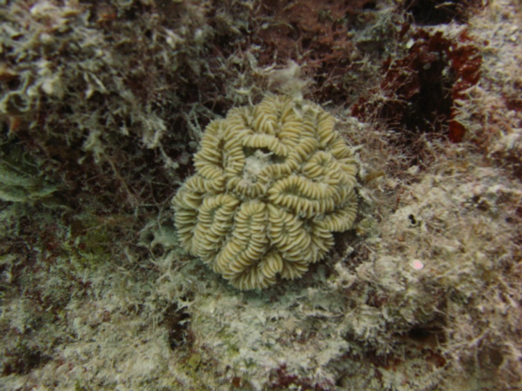 Brain coral