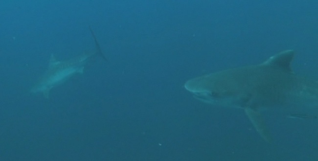 Diving with Tiger Sharks