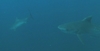 Diving with Tiger Sharks