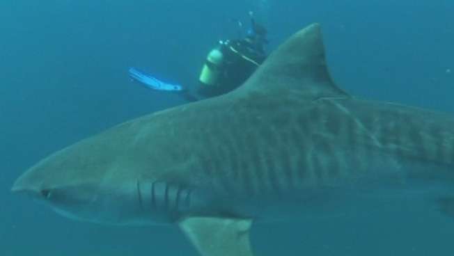 Diving with Tiger Sharks