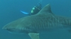 Diving with Tiger Sharks