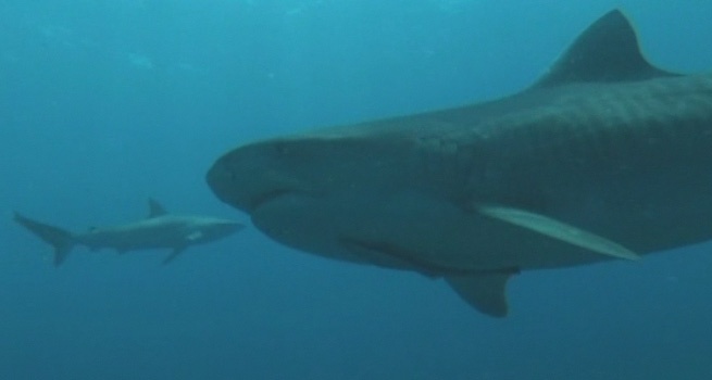 Diving with Tiger Sharks