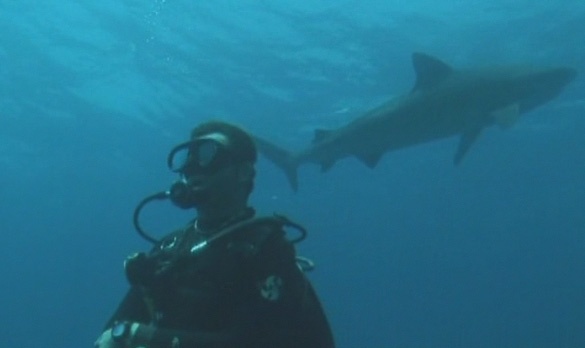 Diving with Tiger Sharks