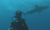 Diving with Tiger Sharks