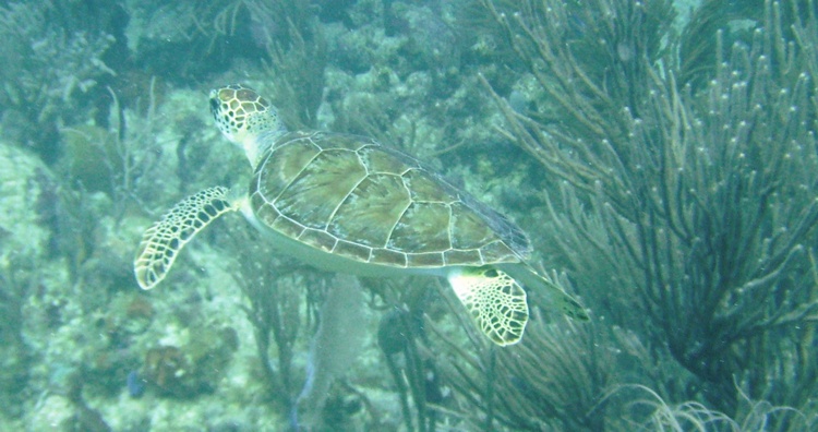 USVI 2008 Whisteling Cay