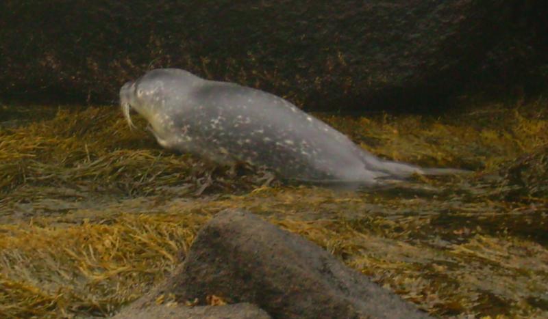 Baby Seal 2