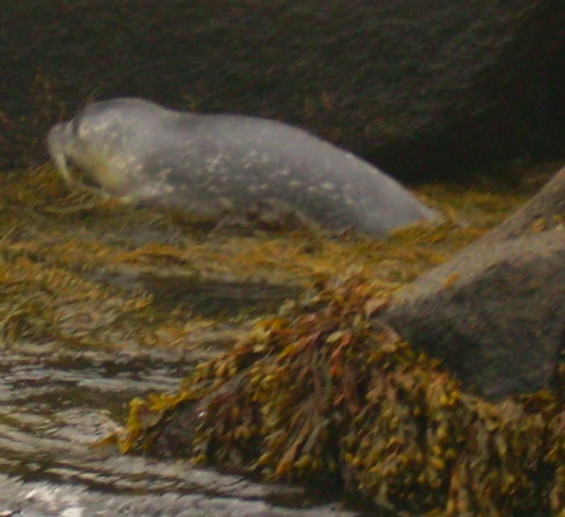 Baby Seal 3