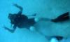 Peacefull dive
