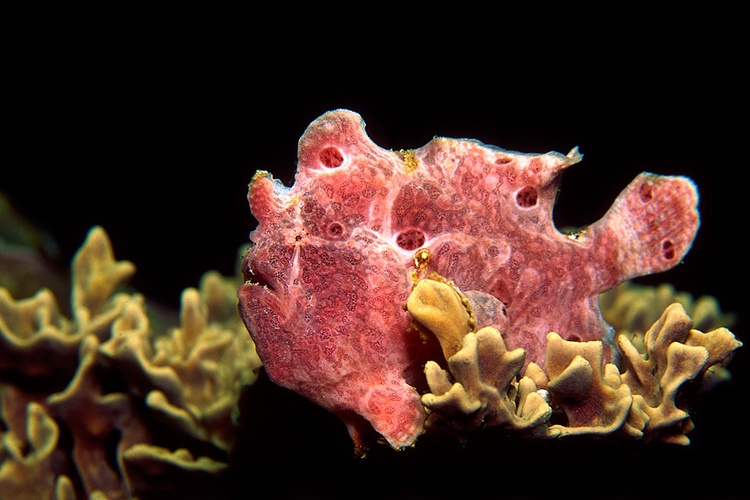 Frogfish