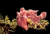 Frogfish