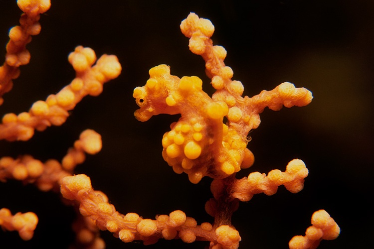 Pygmy Seahorse