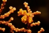 Pygmy Seahorse