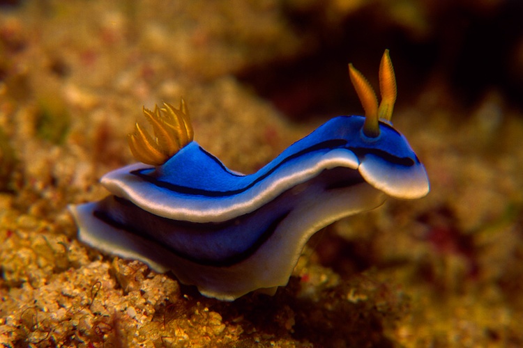 Nudibranchs