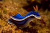 Nudibranchs