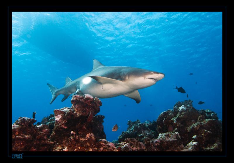 Lemon Shark