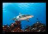 Lemon Shark