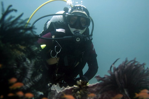 Posidonia (Featherstar)