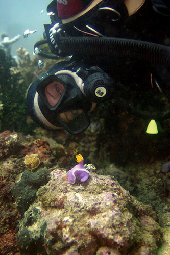 Hypselodoris bullockii