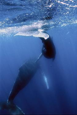 Humpback whales in Bermuda