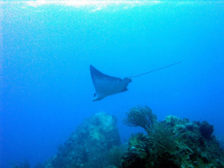 manta ray