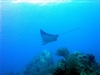 manta ray