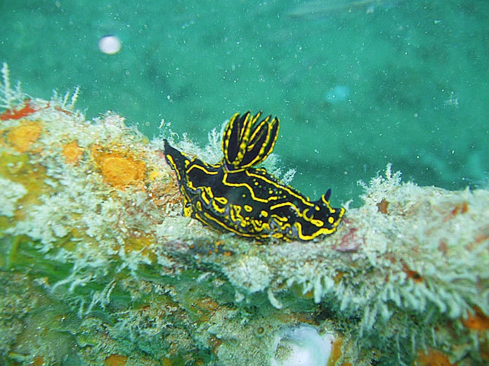 seaslug Marco Island