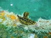 seaslug Marco Island