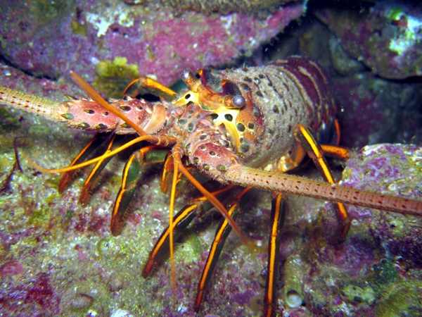 Big Ol` Lobster
