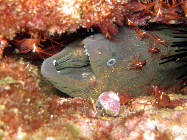 Moray Eel