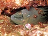 Moray Eel