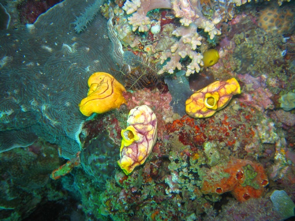 Stunning Nudis in Boracay, Philippines