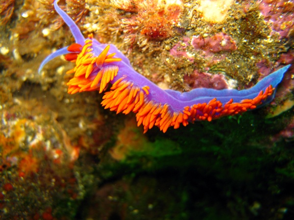 Spanish Shawl-Anacapa