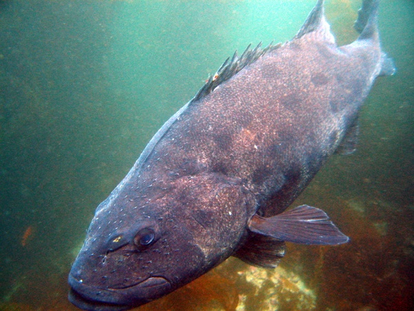 Giant Sea Bass-Catalina Island