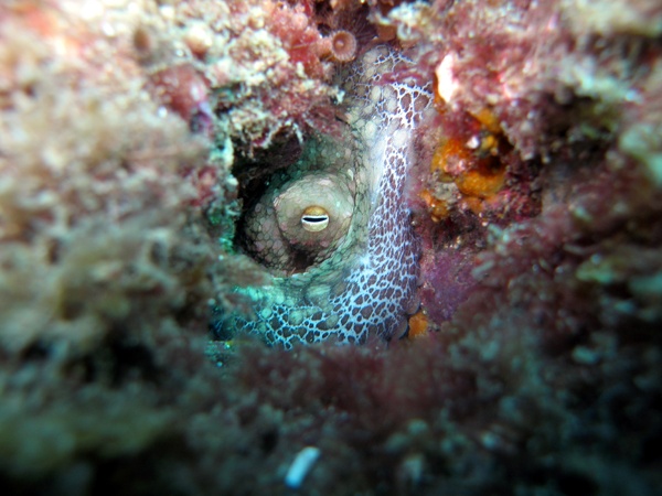 Octopus Eyeball