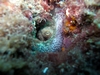 Octopus Eyeball