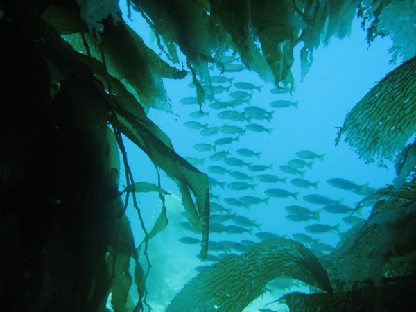 Watchin` a school thru a kelp window