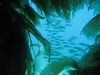 Watchin` a school thru a kelp window