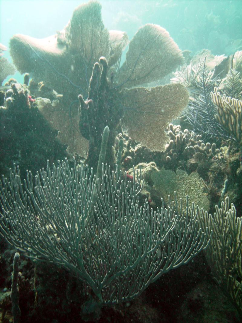 Utila Coral Reef