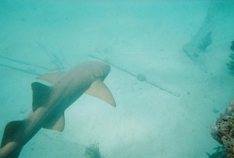 Over sized catfish (nurse shark on the barge)