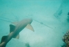 Over sized catfish (nurse shark on the barge)